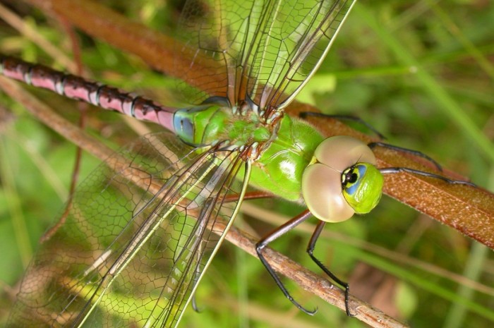 Green Darner dragonfly