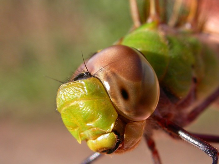 Green darner face