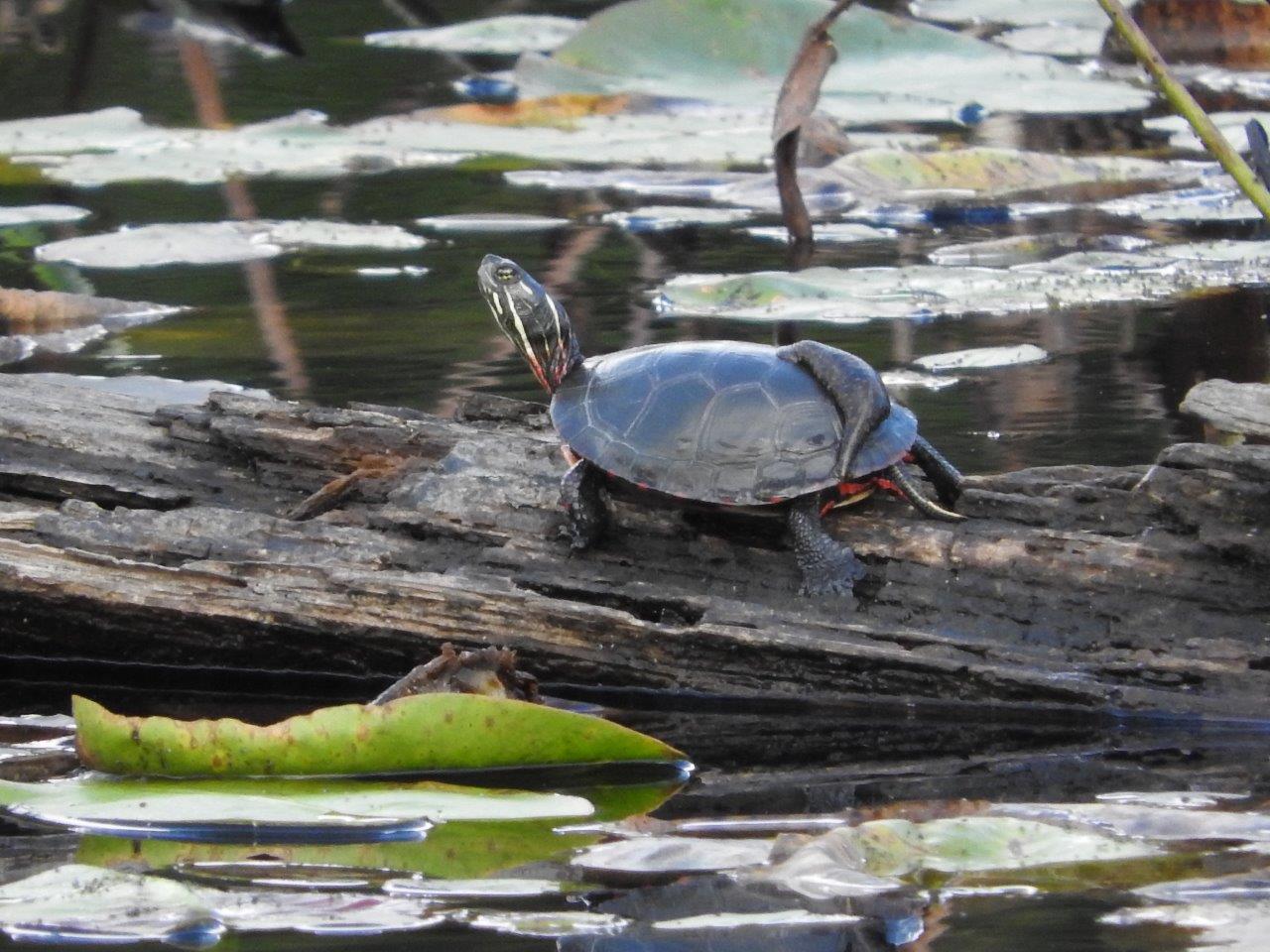 leech on turtle's shell