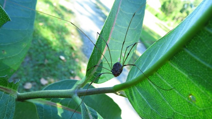 Harvestman