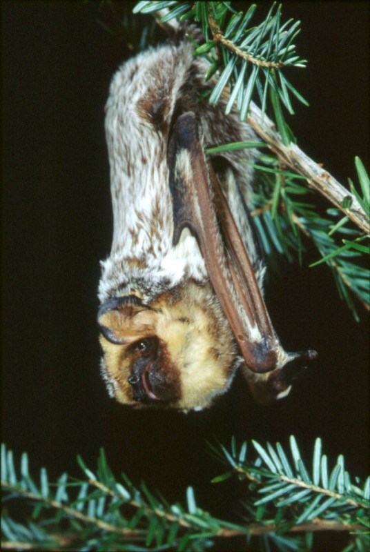 Hoary bat