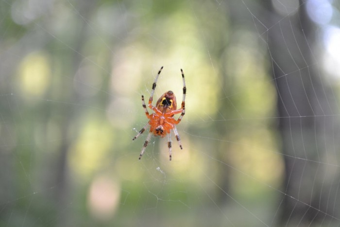 Garden Cross Orbweaver 