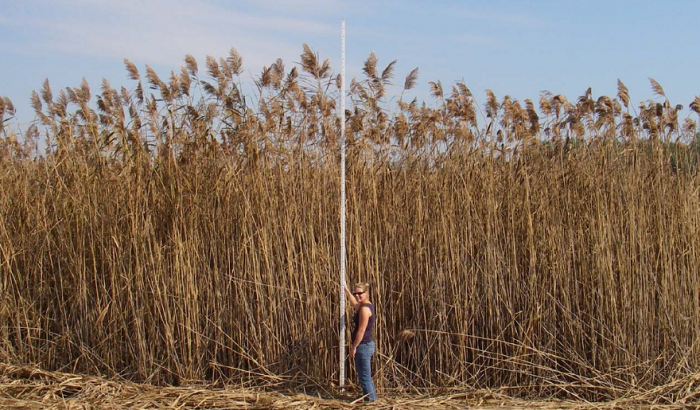 Phragmites