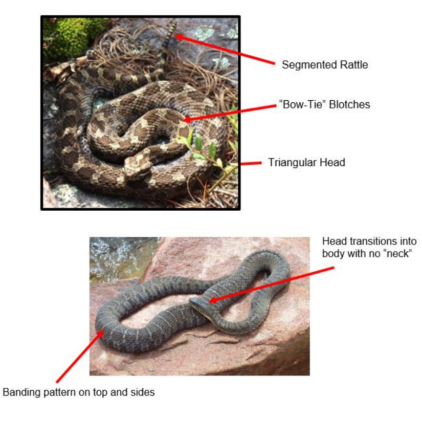 Comparison of snake species