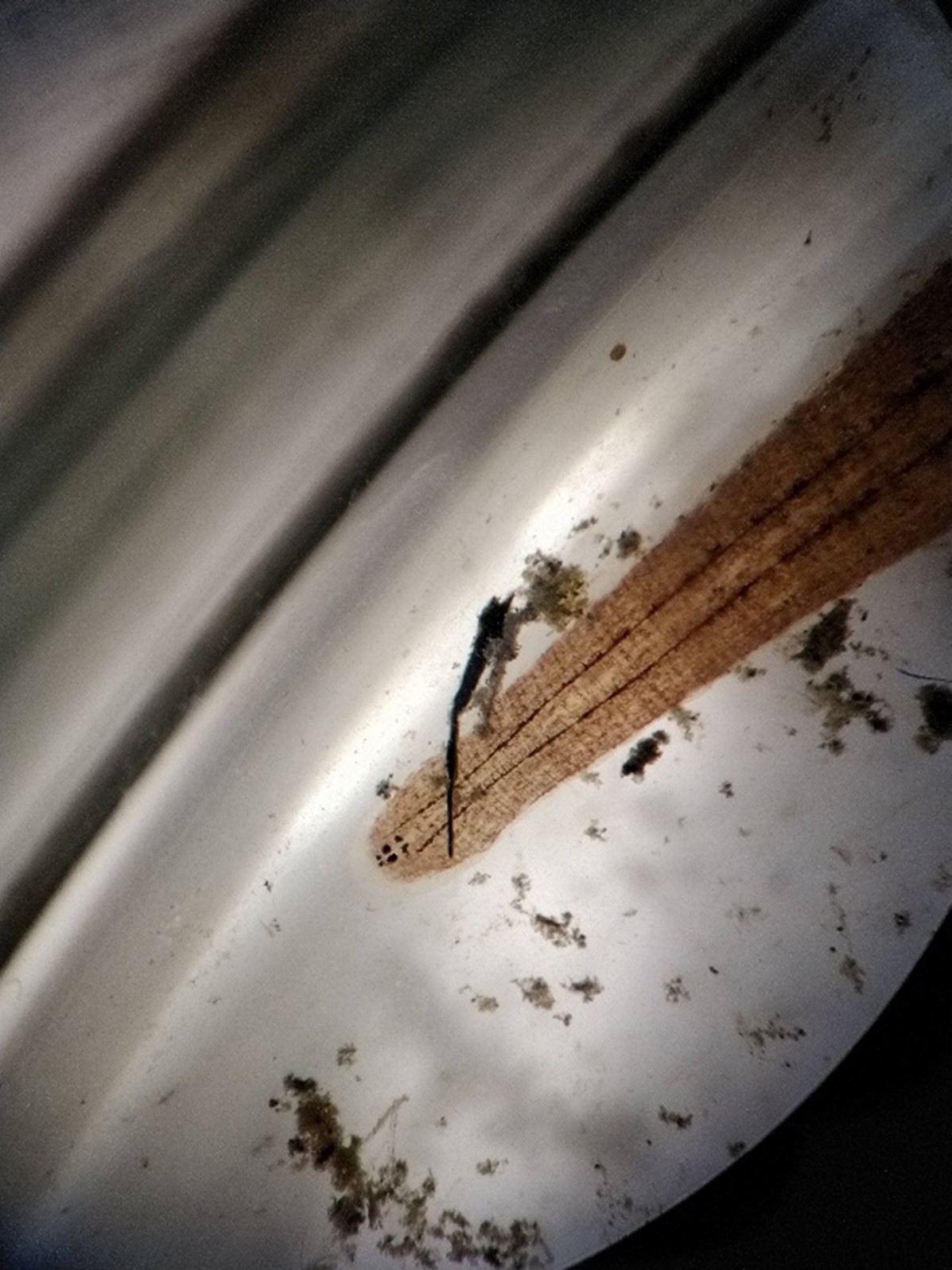 leech under microscope. Tan with striations, like burlap and black eye spots