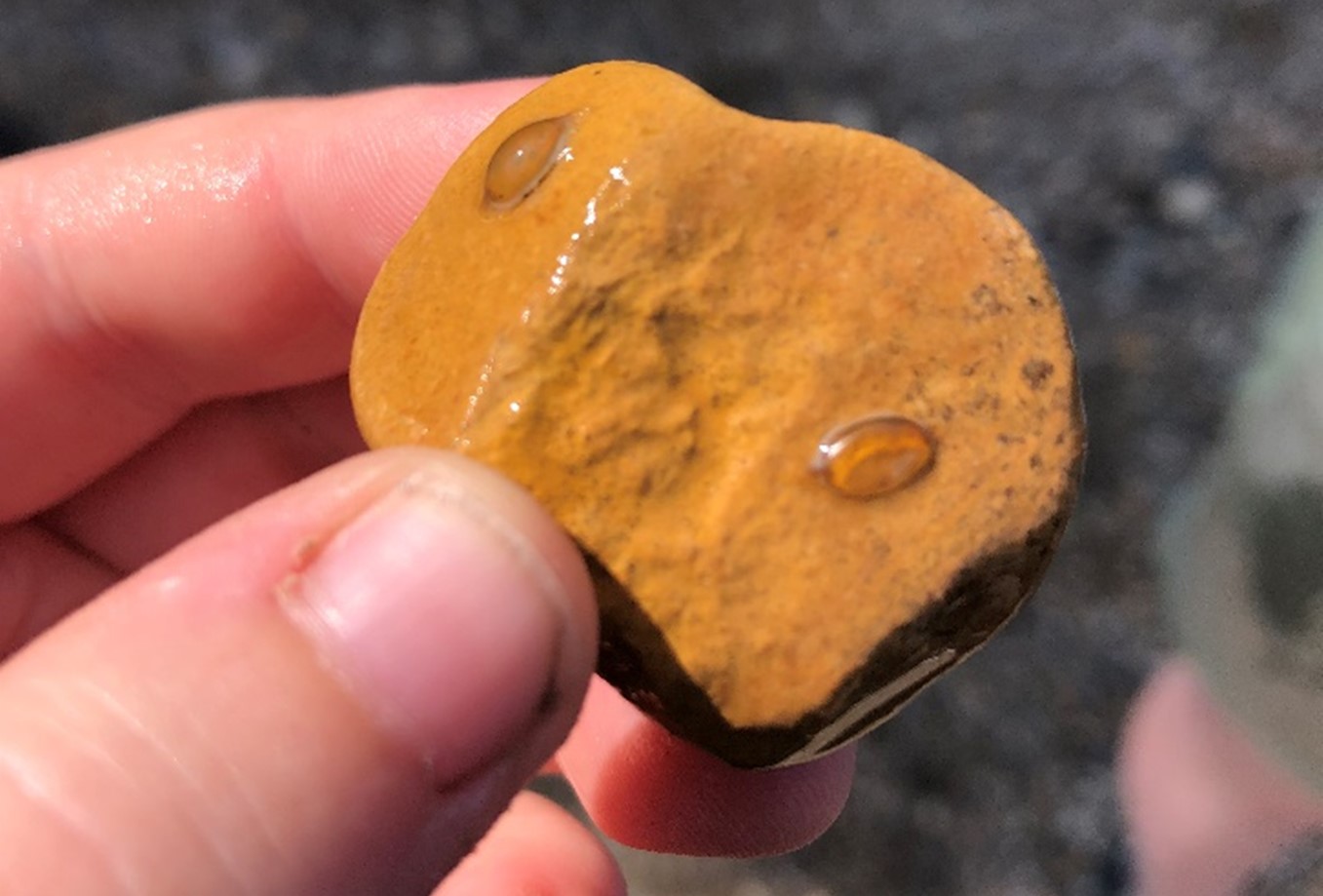 leech eggs (like two water droplets) on a rock