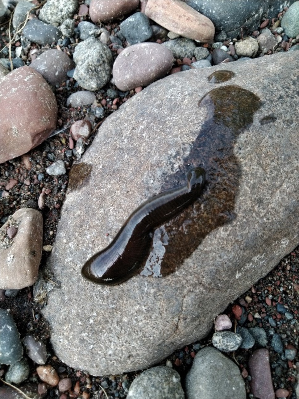 black finger-length leech on rock