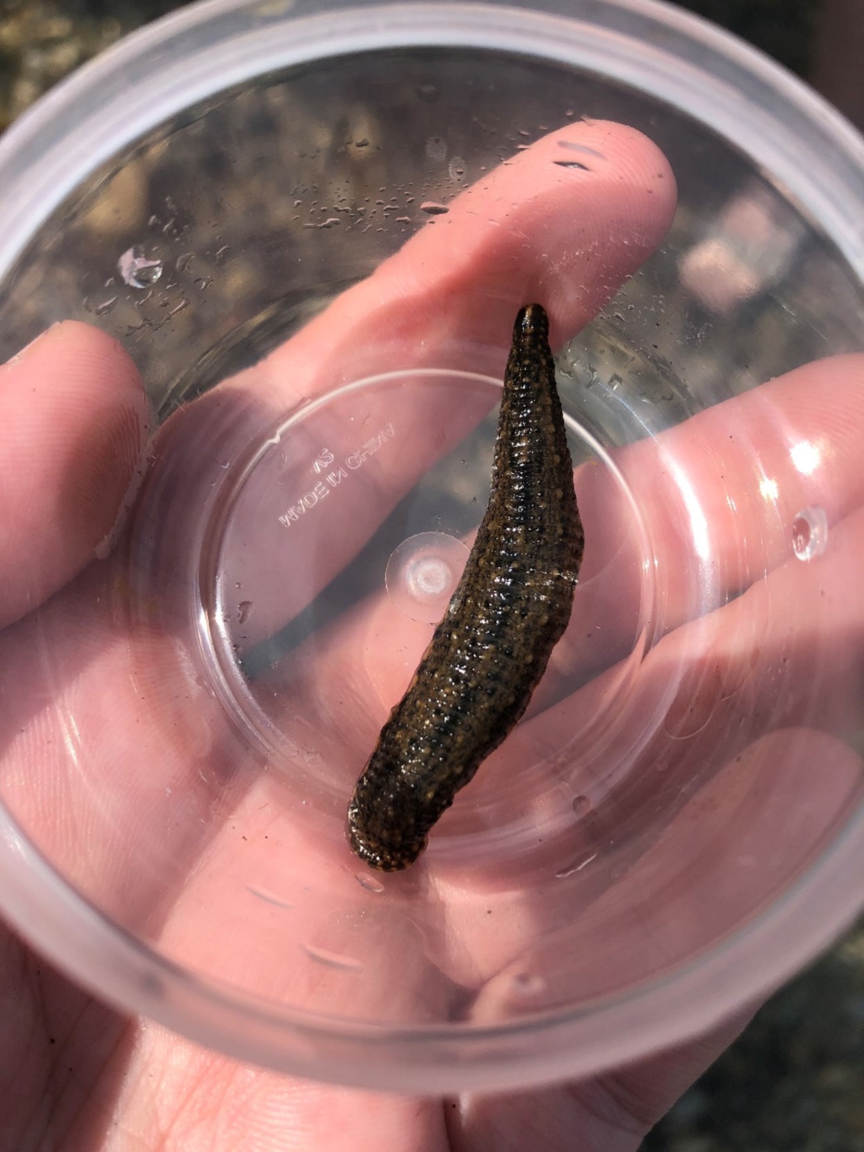 muddy black leech in cup