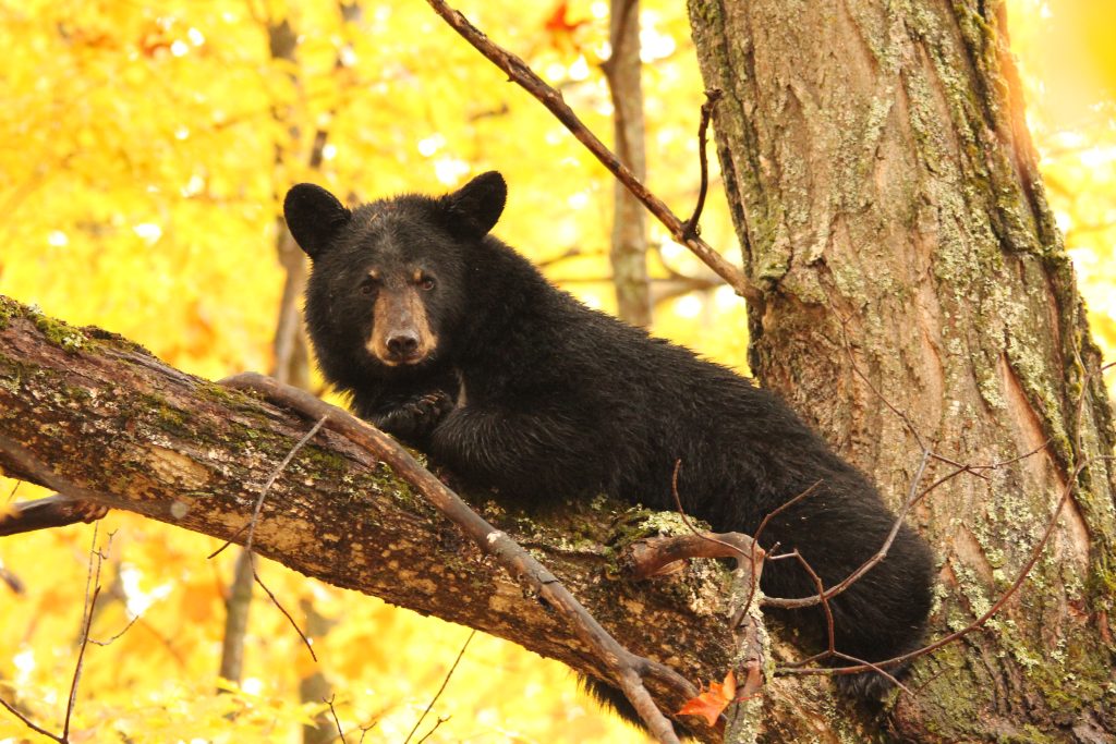 Black Bear in an autumn tree surrounded by yellow leaves.
