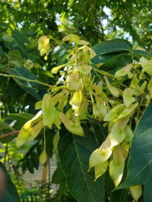 yellow leaf "keys" on tree