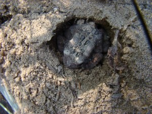 American toad