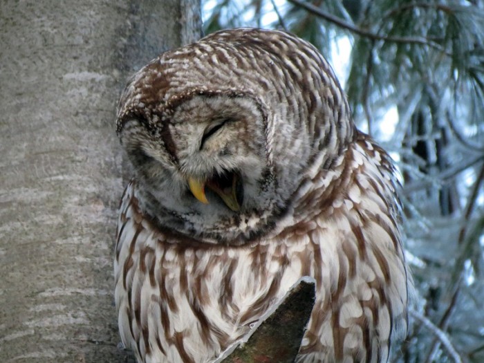 Barred Owl