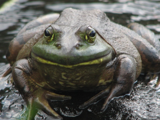 Bull frog