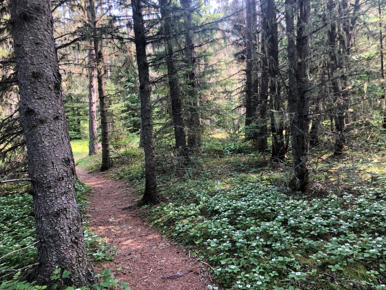 Colony of Bunchberry on trail