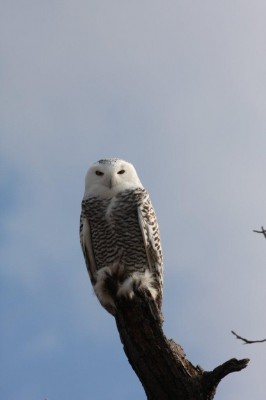 Snowy owl