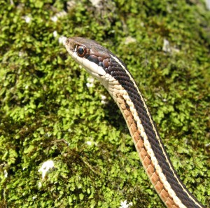 Eastern ribbon snake