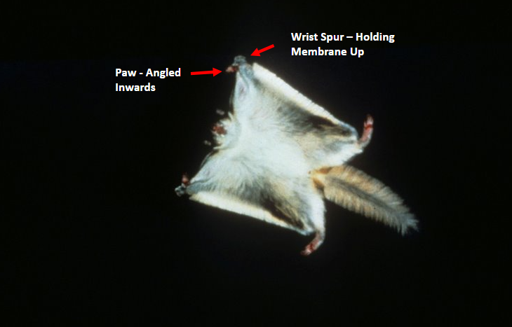 diagram of flying squirrel, showing wrist spur and paw