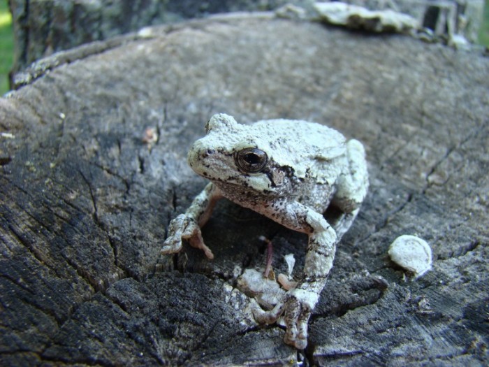 Gray tree frog