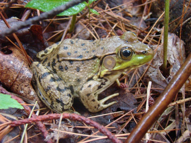 Green frog