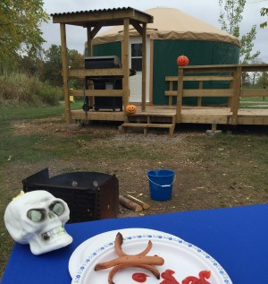 spider dogs on campsite