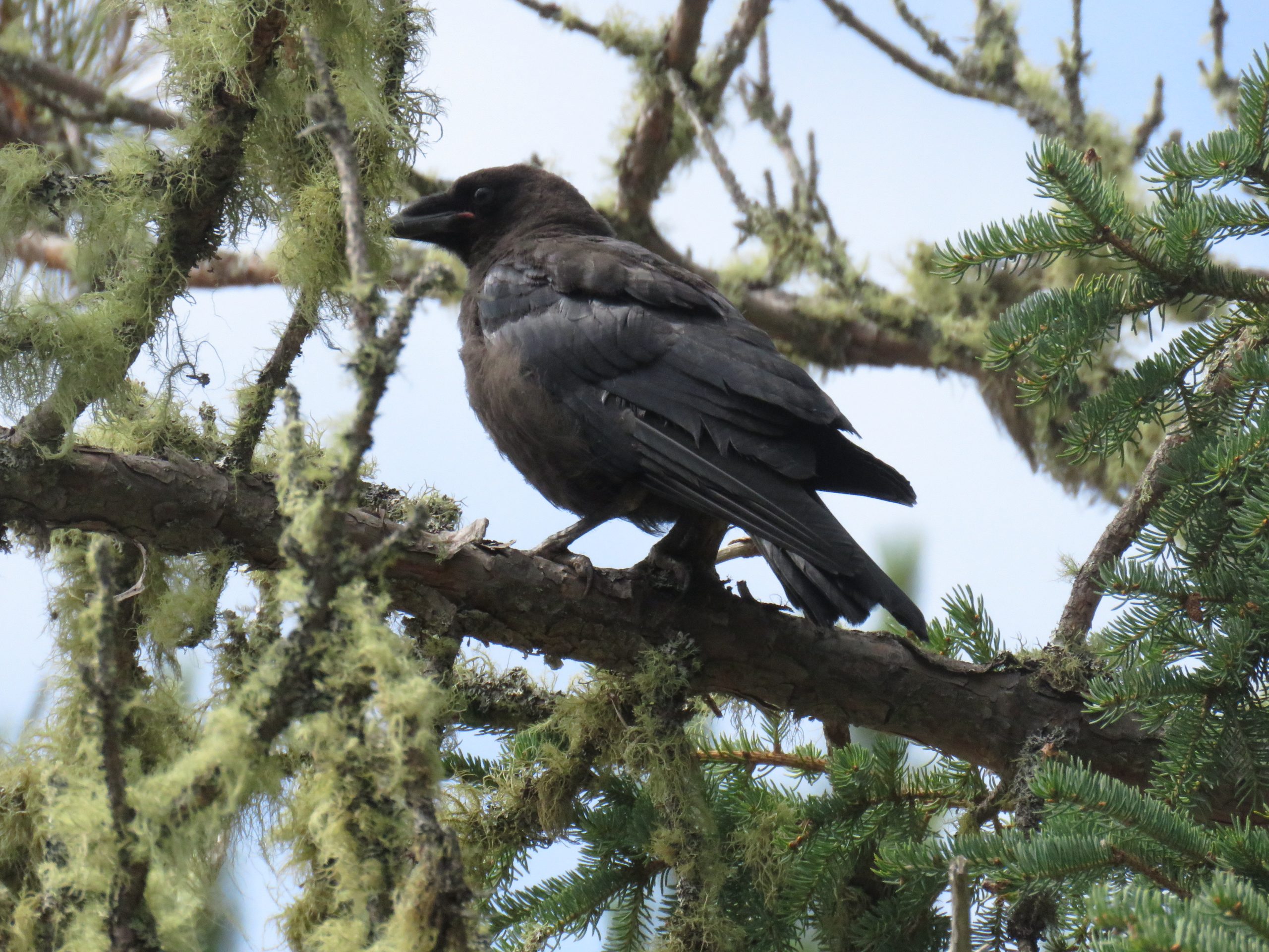 Corneille se reposant sur la branche d’un arbre.