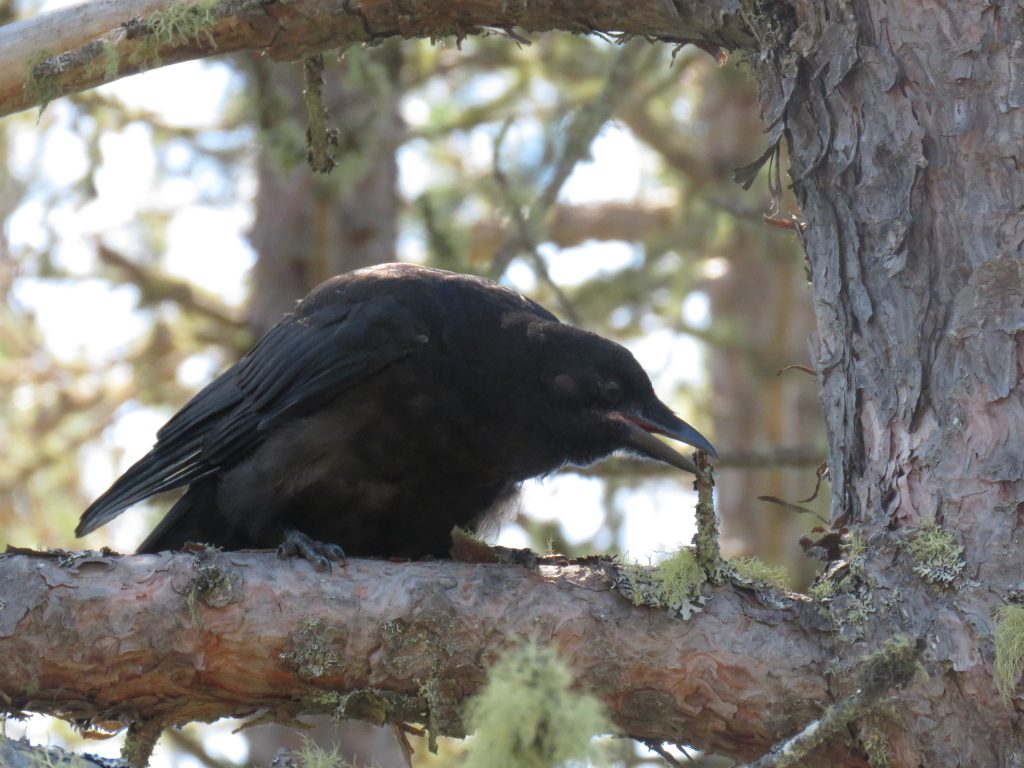 crow on tree