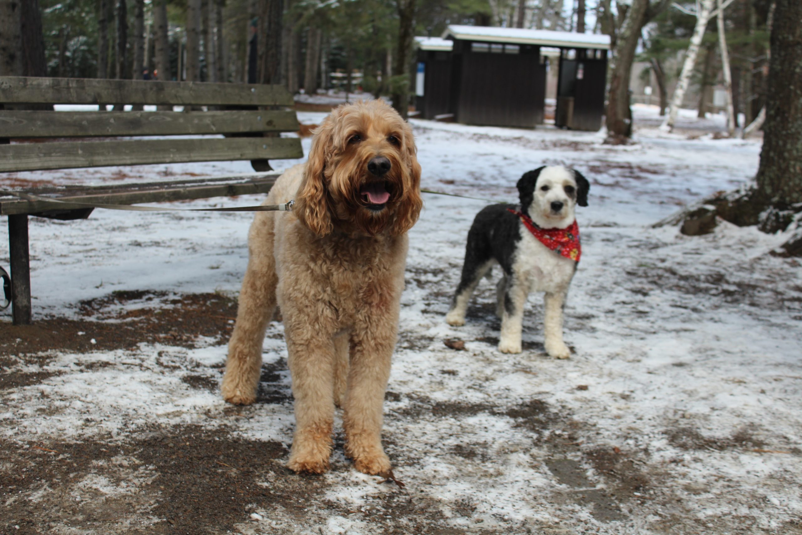 Leashed dogs beside a snow-covered bench