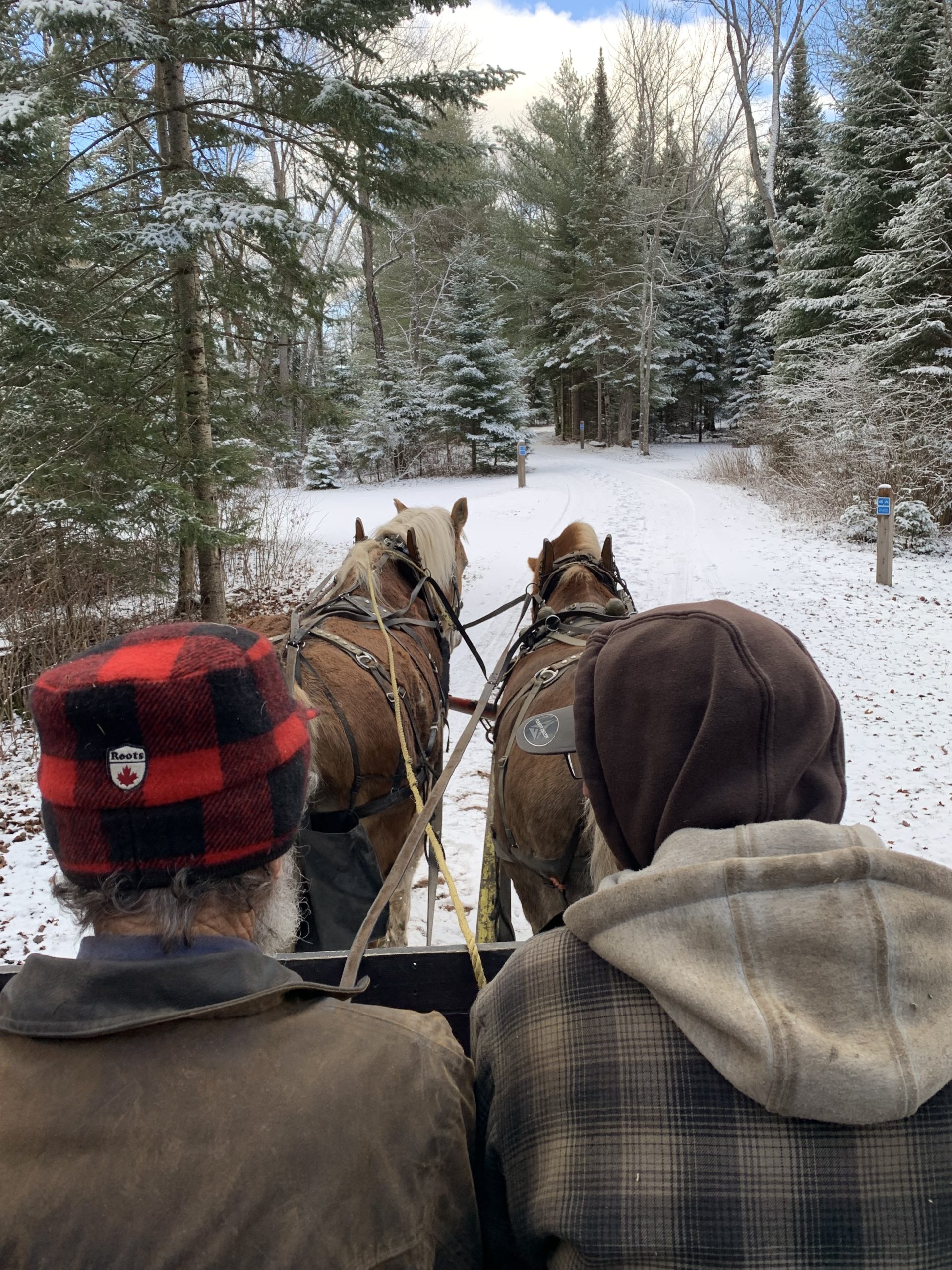 a horse drawn wagon driving into a snowy forest
