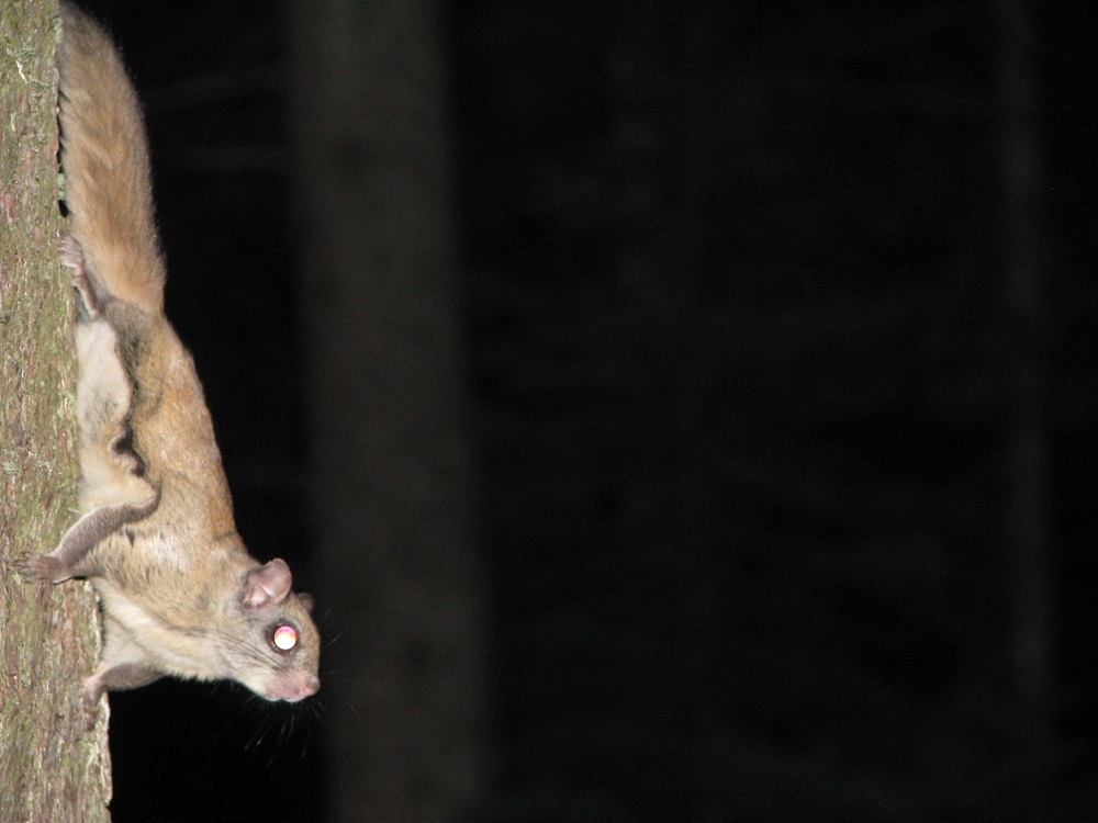 flying squirrel climbing down tree