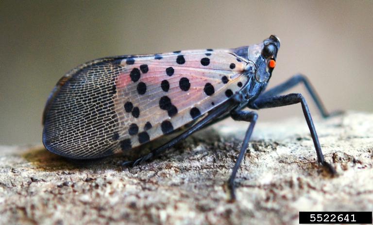 Spotted Lanternfly