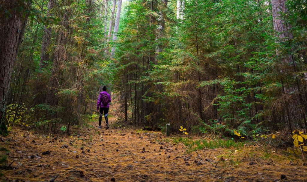 hiker in forest
