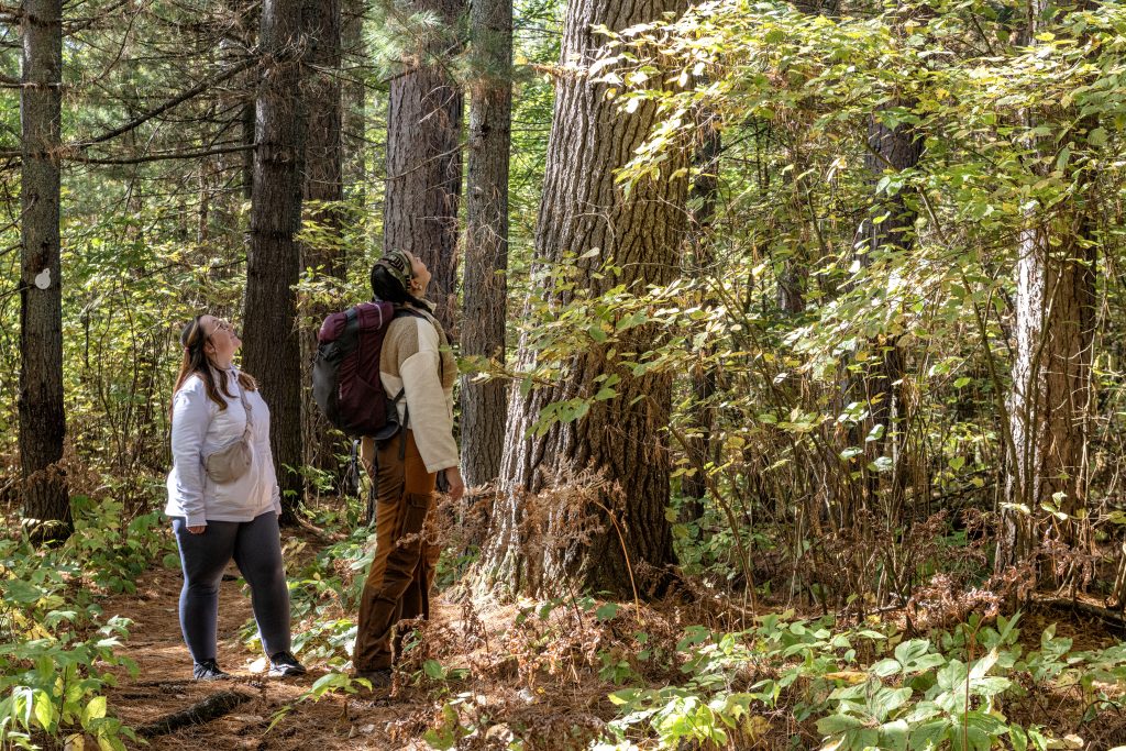 Hikers looking up into the trees in autumn.