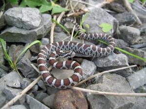 Milksnake