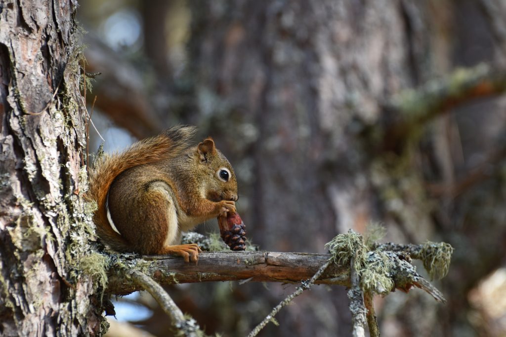 A Red Squirrel sitting on a branch holding an acorn.