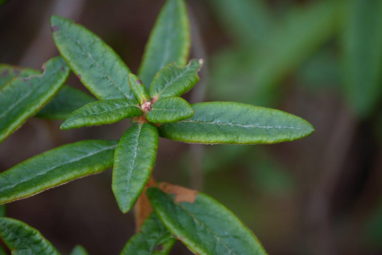 Labrador Tea (Rhododendron groenlandicum)