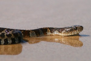 Northern water snake