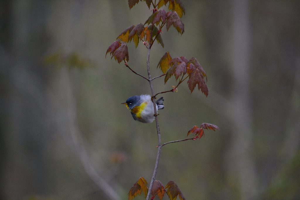 A Northern Parula perched on a thin branch which has brownish orange leaves on it.