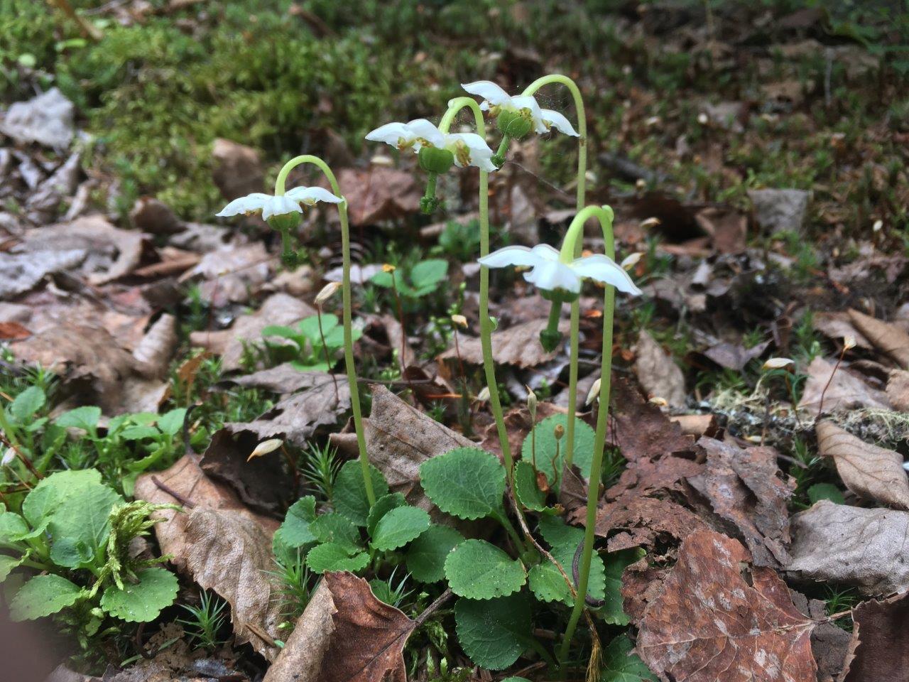 One-flowered wintergreen (Moneses uniflora)