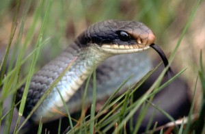 Blue racer snake