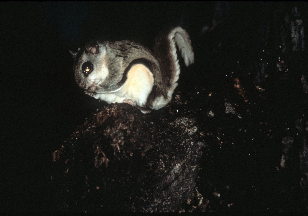 flying squirrel sitting on tree stump