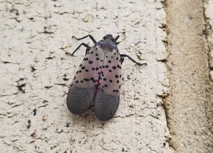 brown insect with spotted wings