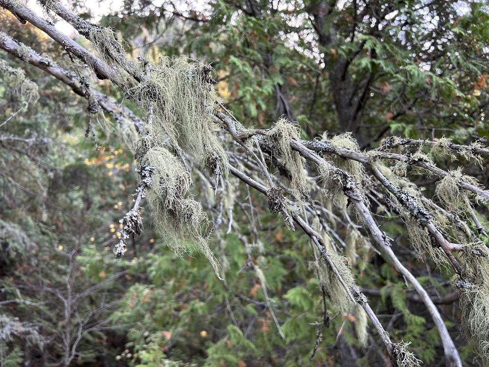 lichen on tree