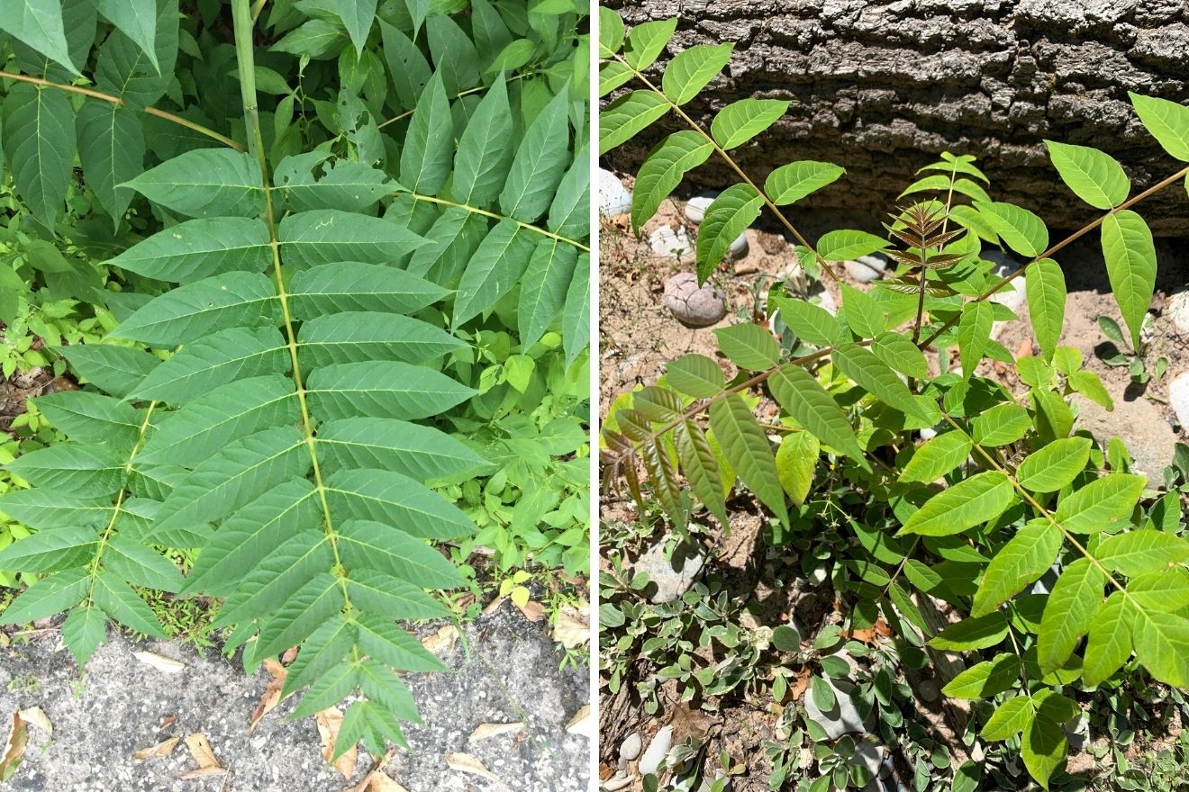 shrubby growth of leaves