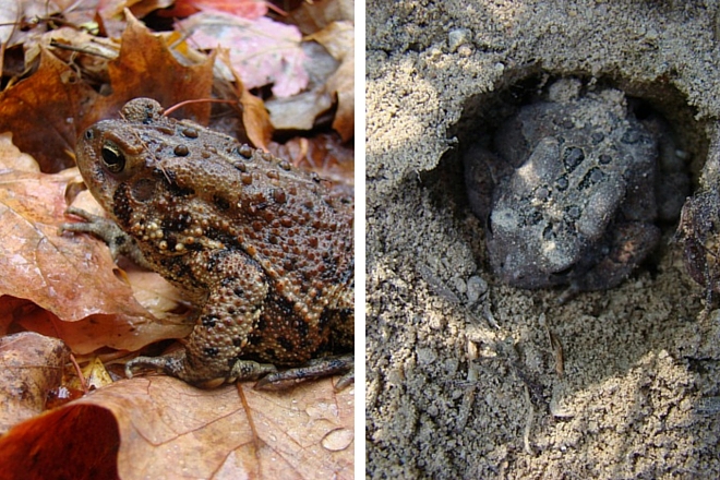 American toad