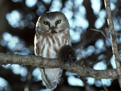 Northern saw-whet owl