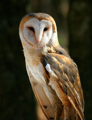 Barn owl