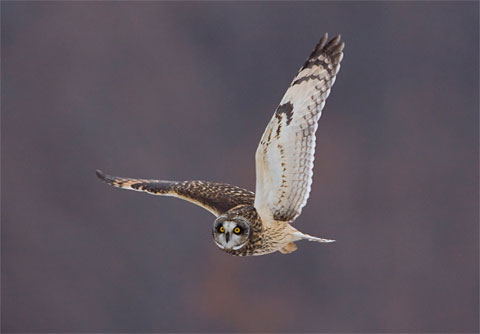 Northern saw-whet owl