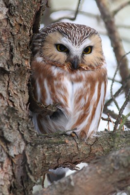 Northern saw-whet owl