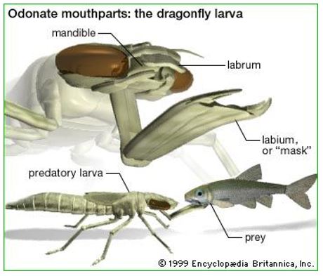 graphic of dragonfly's odonate mouthparts. Text: odonate mouthparts: the dragonfly larva. Mandible, labrum, labium or "mask", predatory larva, prey