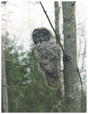 Great grey owl